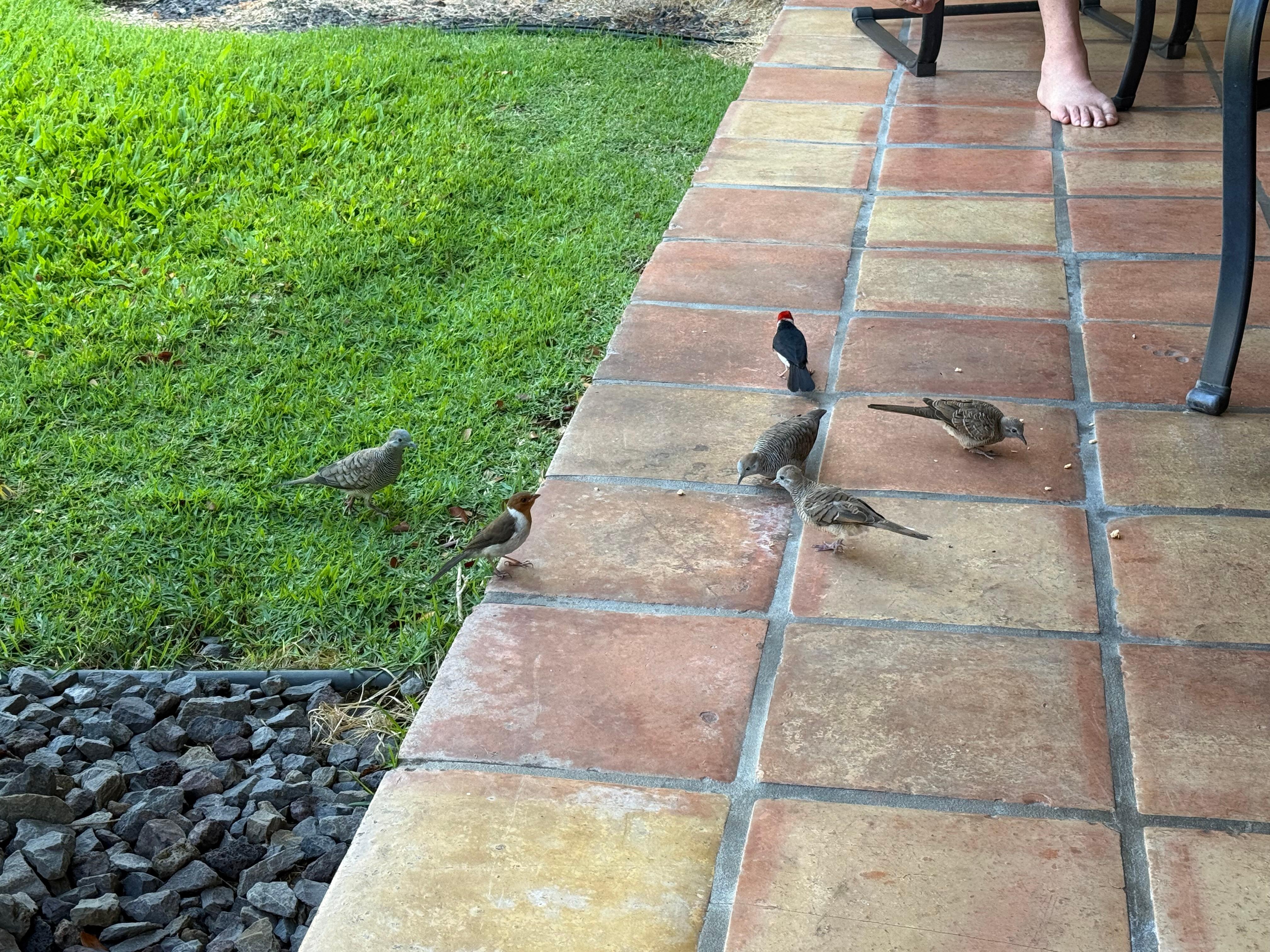Locals visiting our suite!
