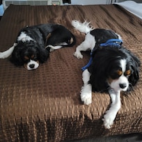 Pet friendly with a Crazy $250 security deposit.