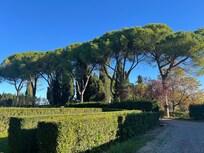 The tree lined driveway