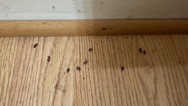 Dead bugs on bathroom floor
