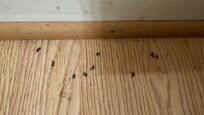 Dead bugs on bathroom floor