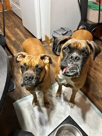 Josie Rose & Kymani