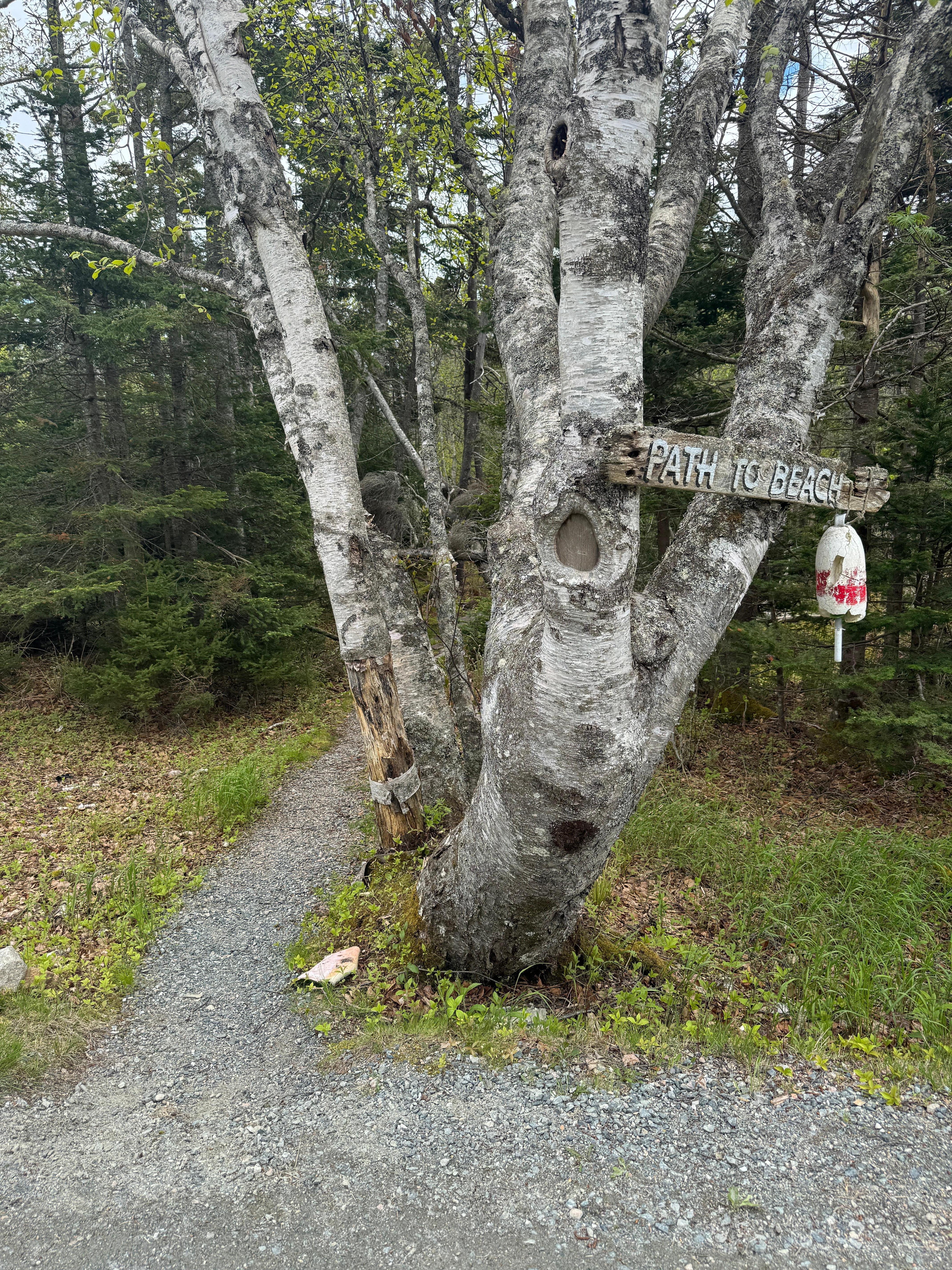 Shhhh... a path to a beach, hit it at low tide to explore Bar Island!