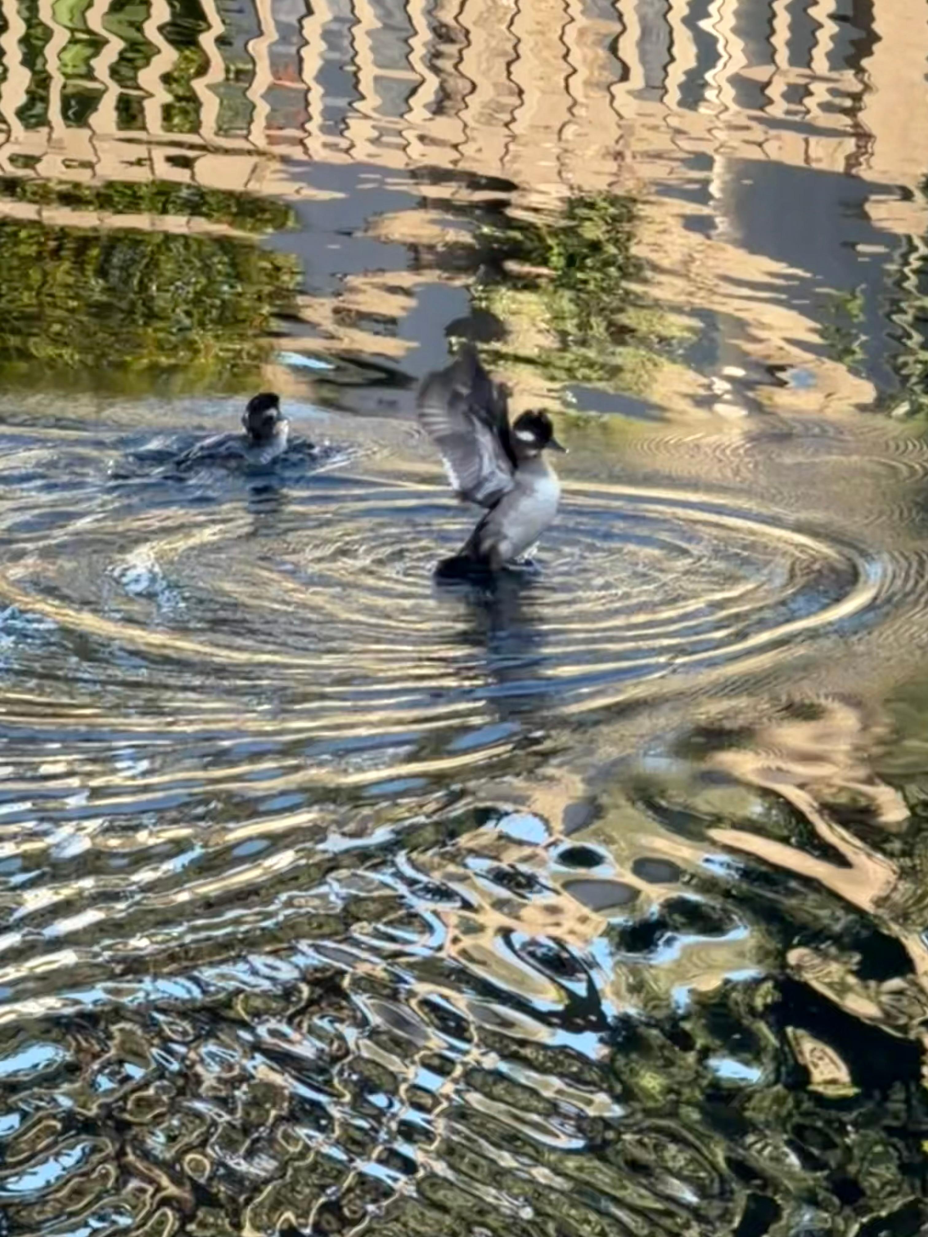 Ducks in the water off porch