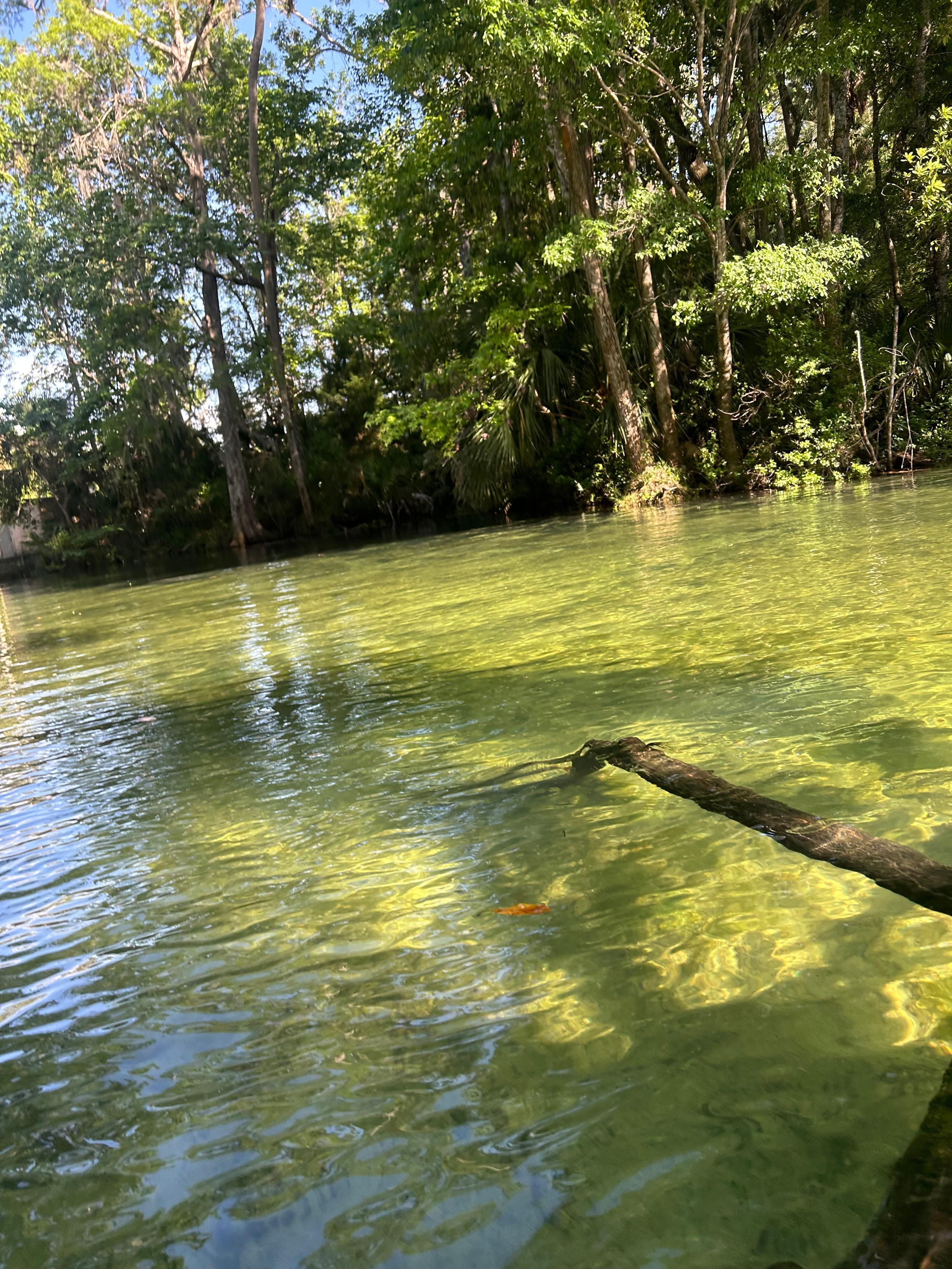 Amazing hanging out in the river 