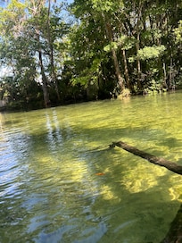 Amazing hanging out in the river
