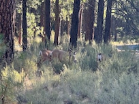 Deer near the cut-de-sac