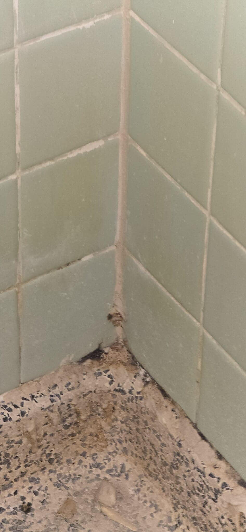 This looks like mildew