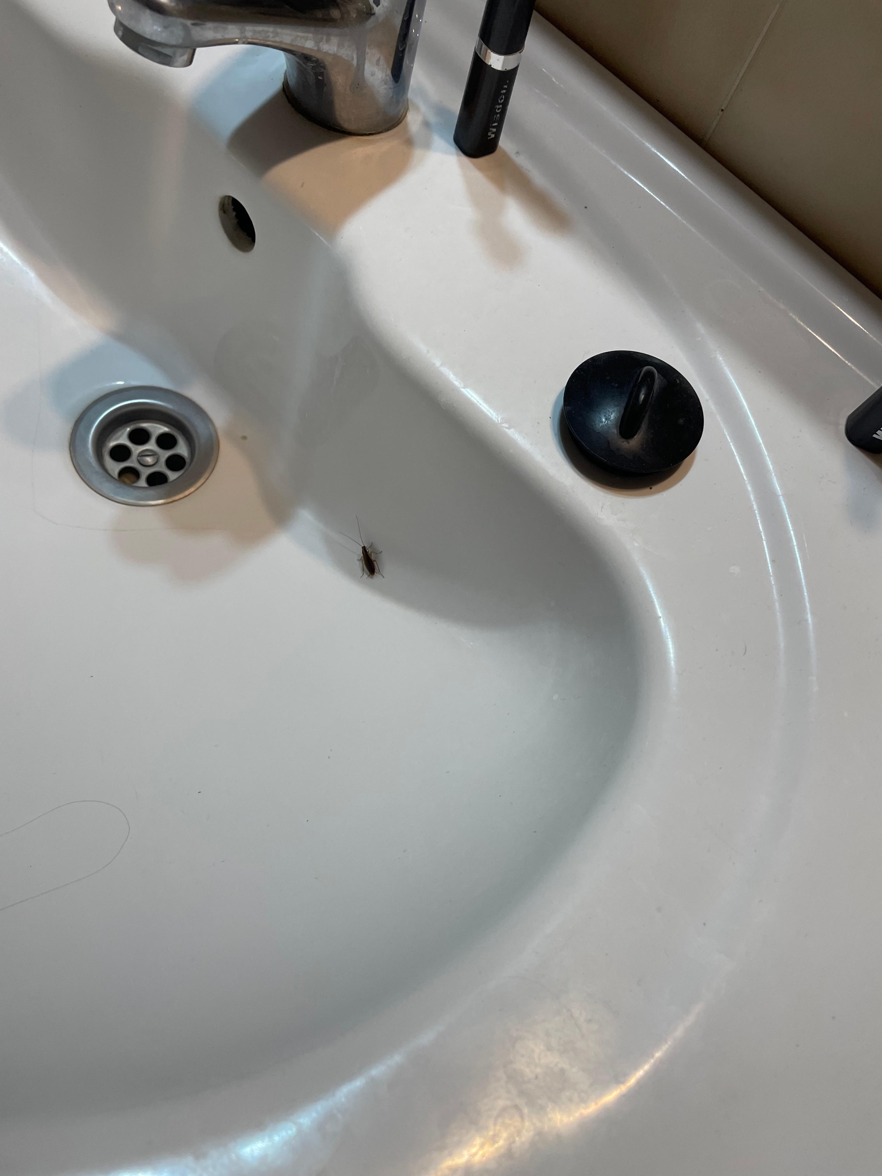 Cockroaches even after buying traps