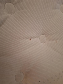 Dried blood on mattress.