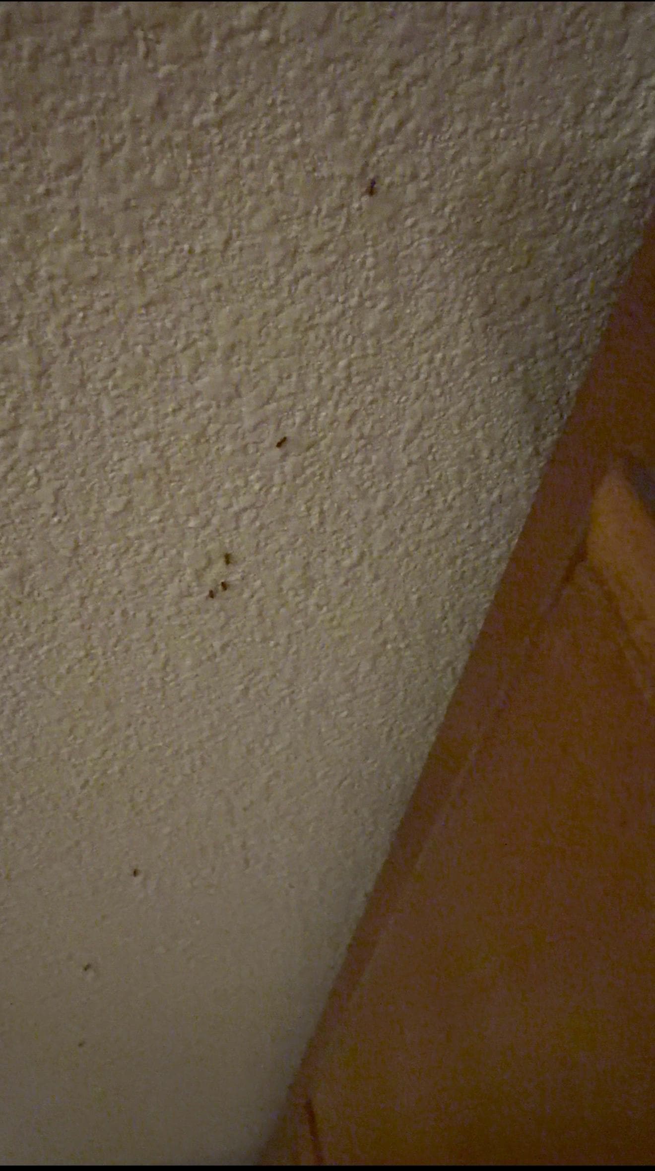 ANTS SWARMING OUT OF THE FLOORBOARDS