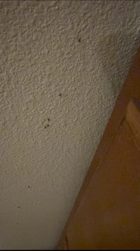 ANTS SWARMING OUT OF THE FLOORBOARDS