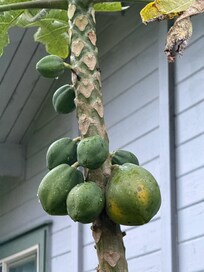Papaya