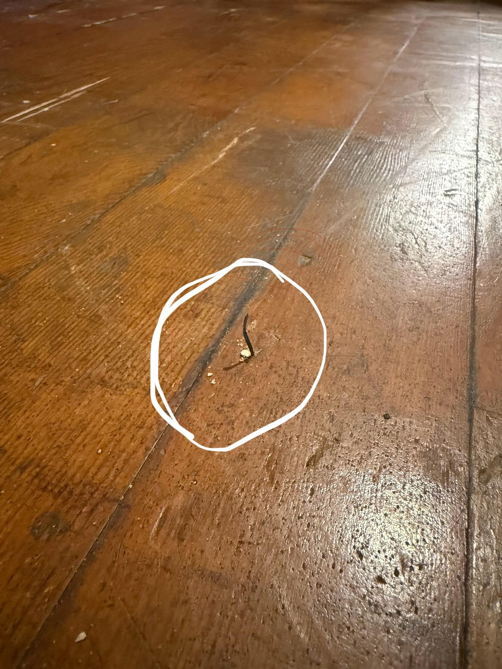 Staple son stepped on sticking out of the flooring. 