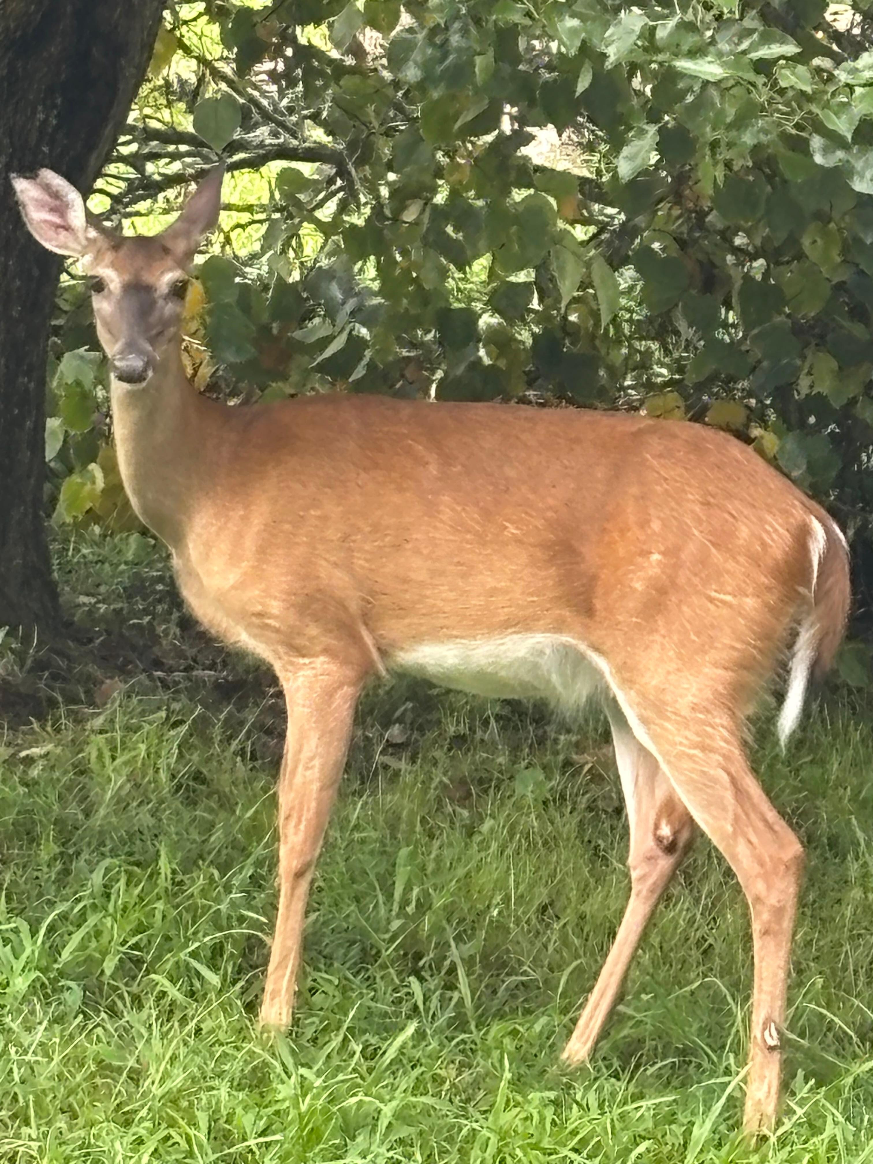 We were greeted in the driveway! She just stared at us and sauntered off.