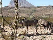 Deer coming up close to the barndo
