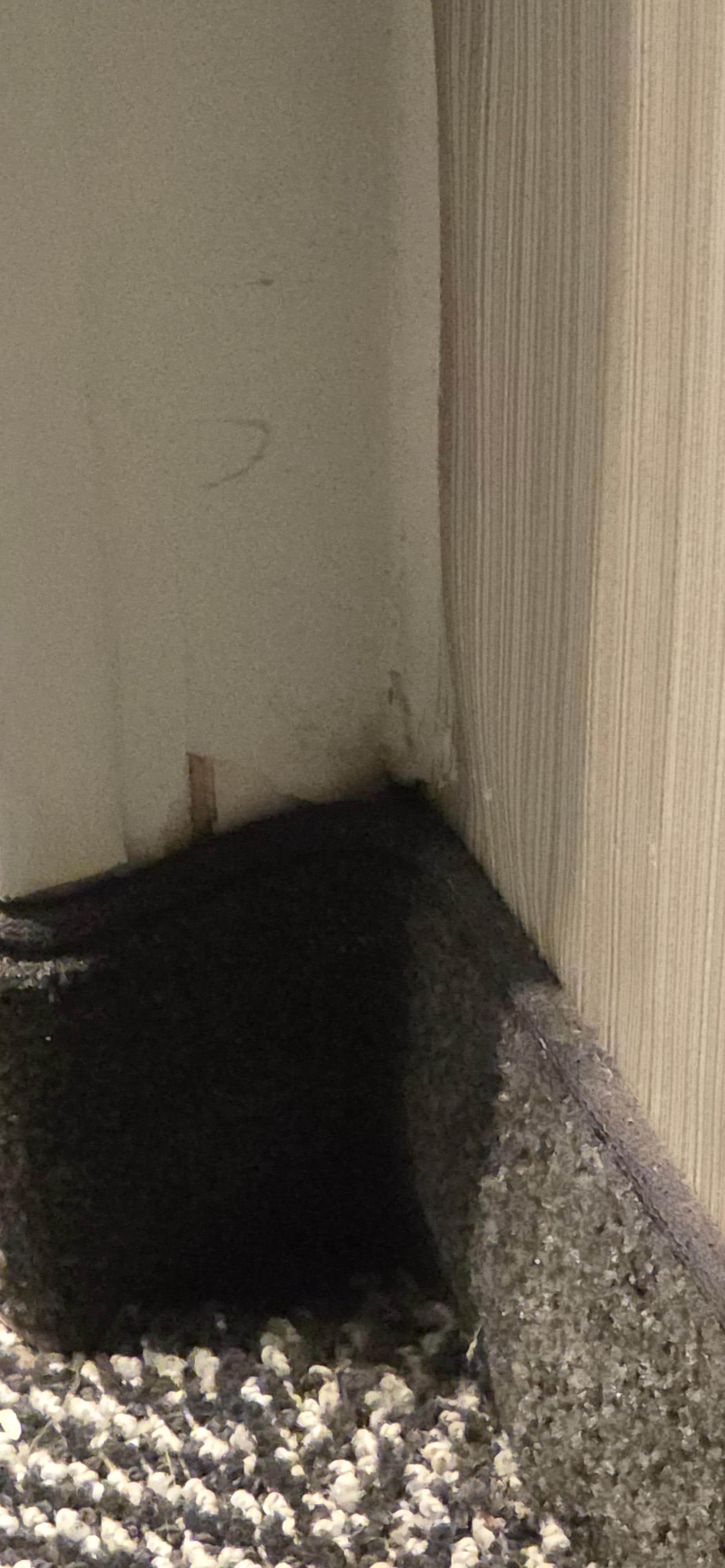 Black mold and some other disgusting substance