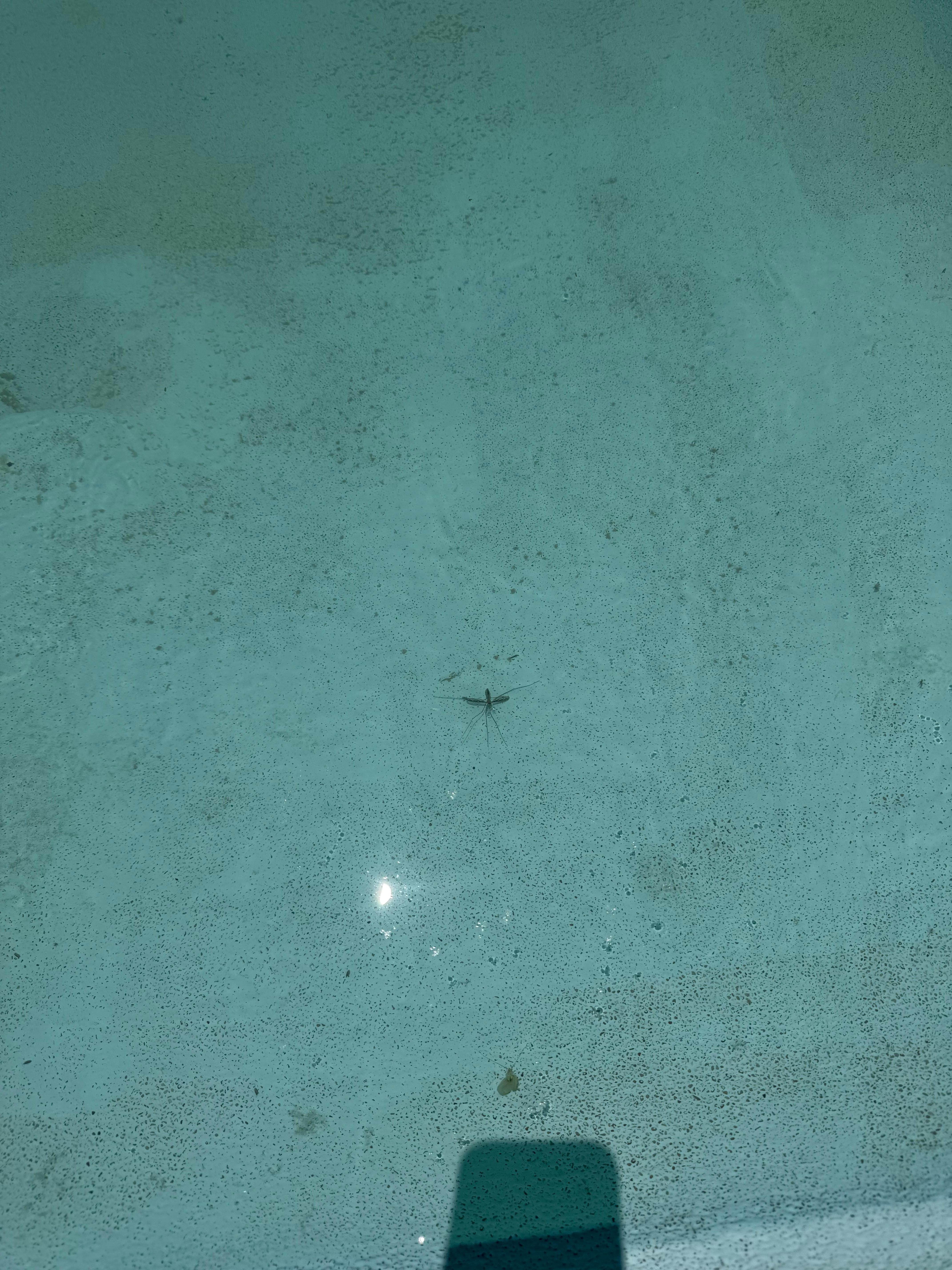 Warning - does not look like the pictures!!! 