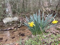 Creek in back yard with daffodils.