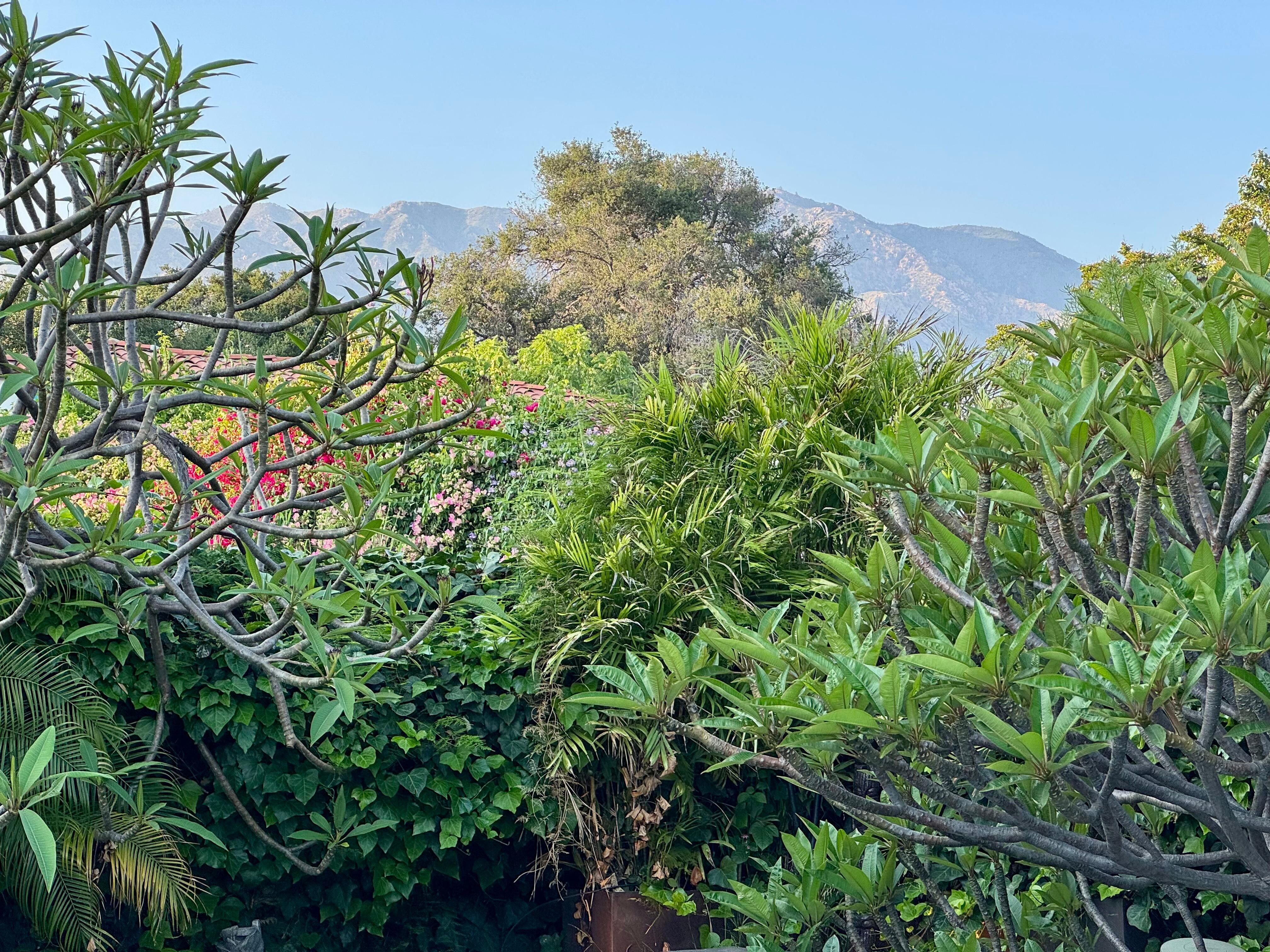 View of San Gabriel Mountains, healing from fire 