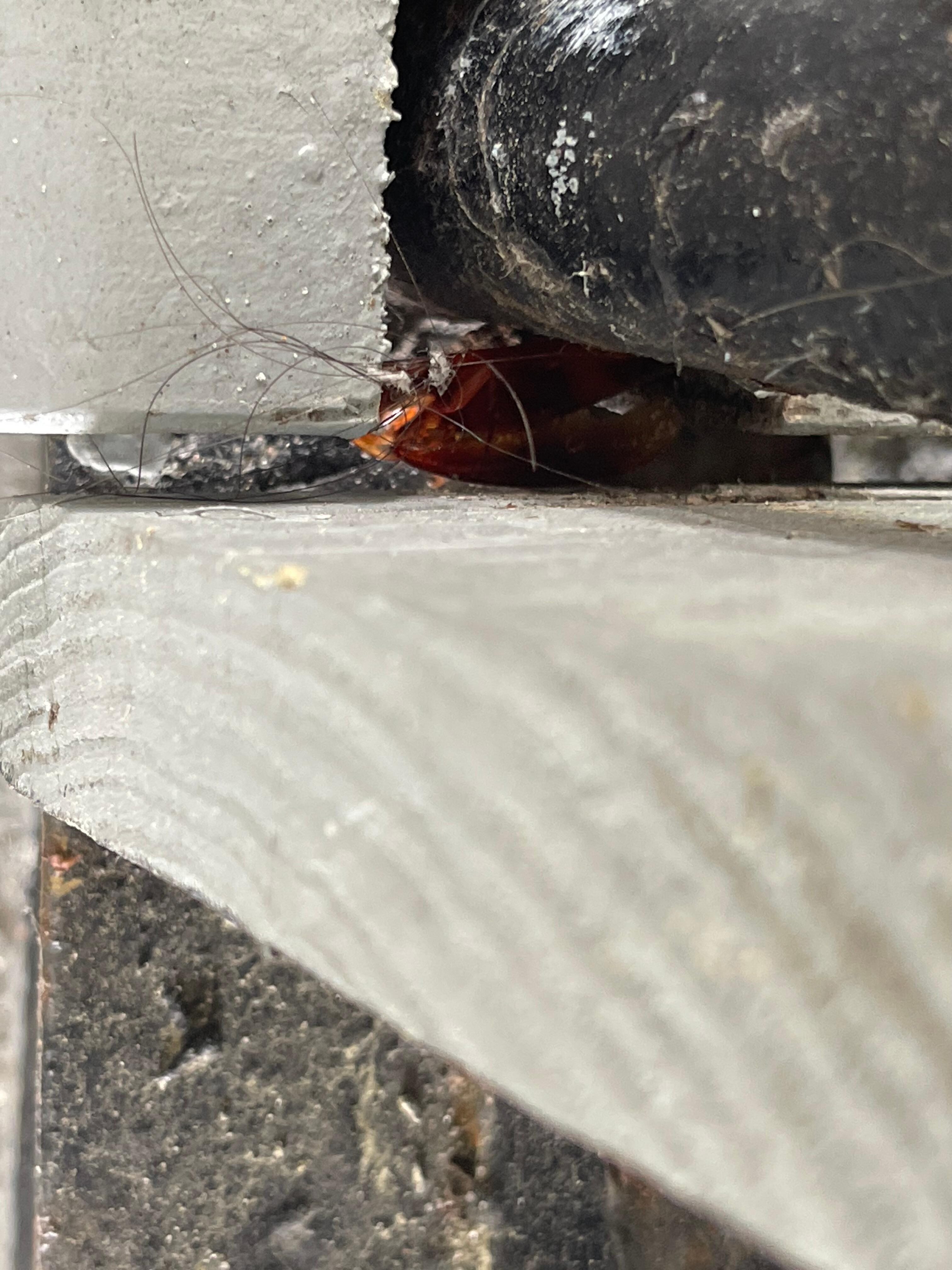 Roach we killed on bedroom floor and threw it outside our  door