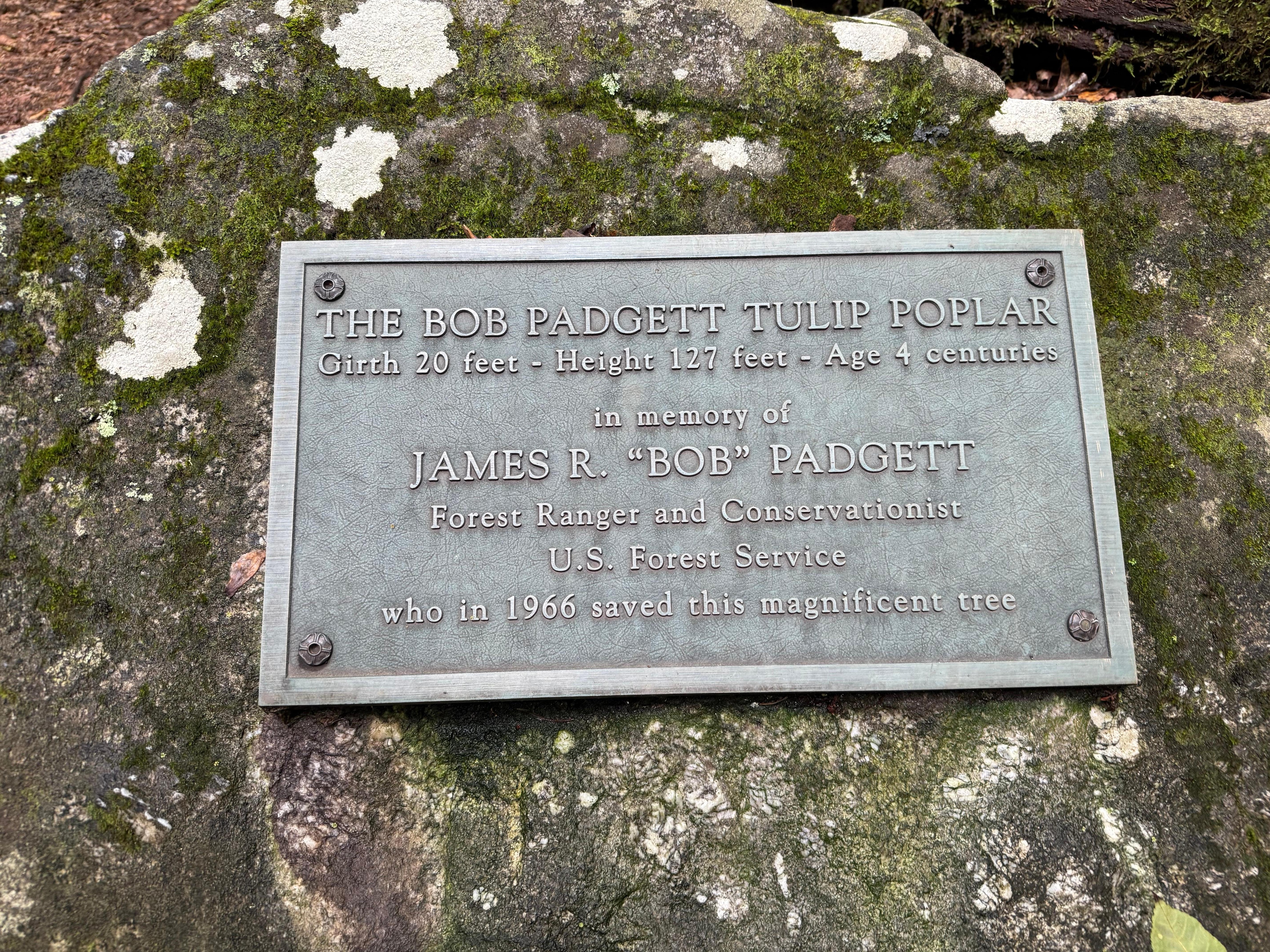 Giant Poplar Tree (arranged through Highlands UTV)