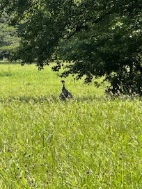 Wild turkey in Cades Cove