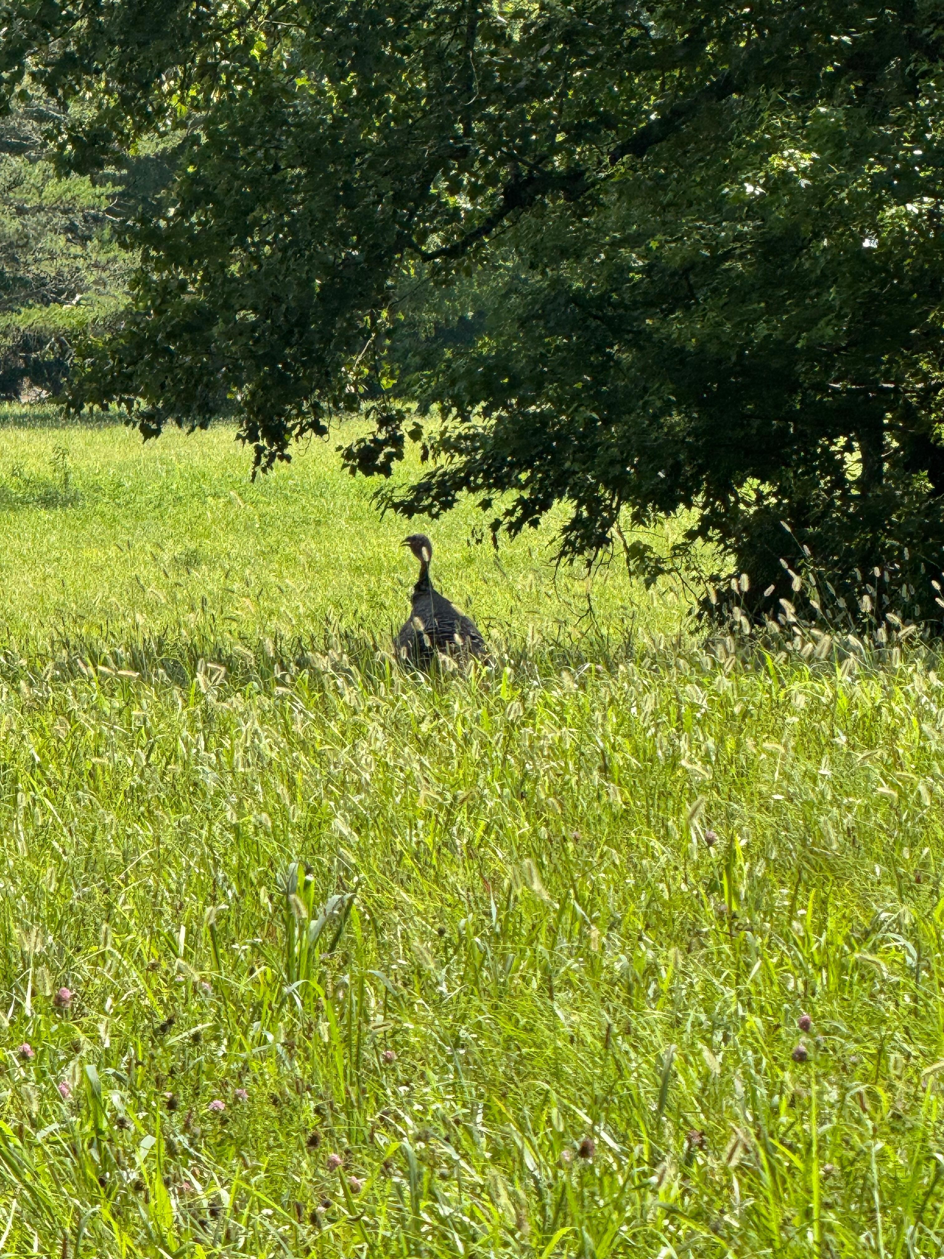 Wild turkey in Cades Cove