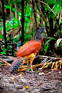 Corcovado national park