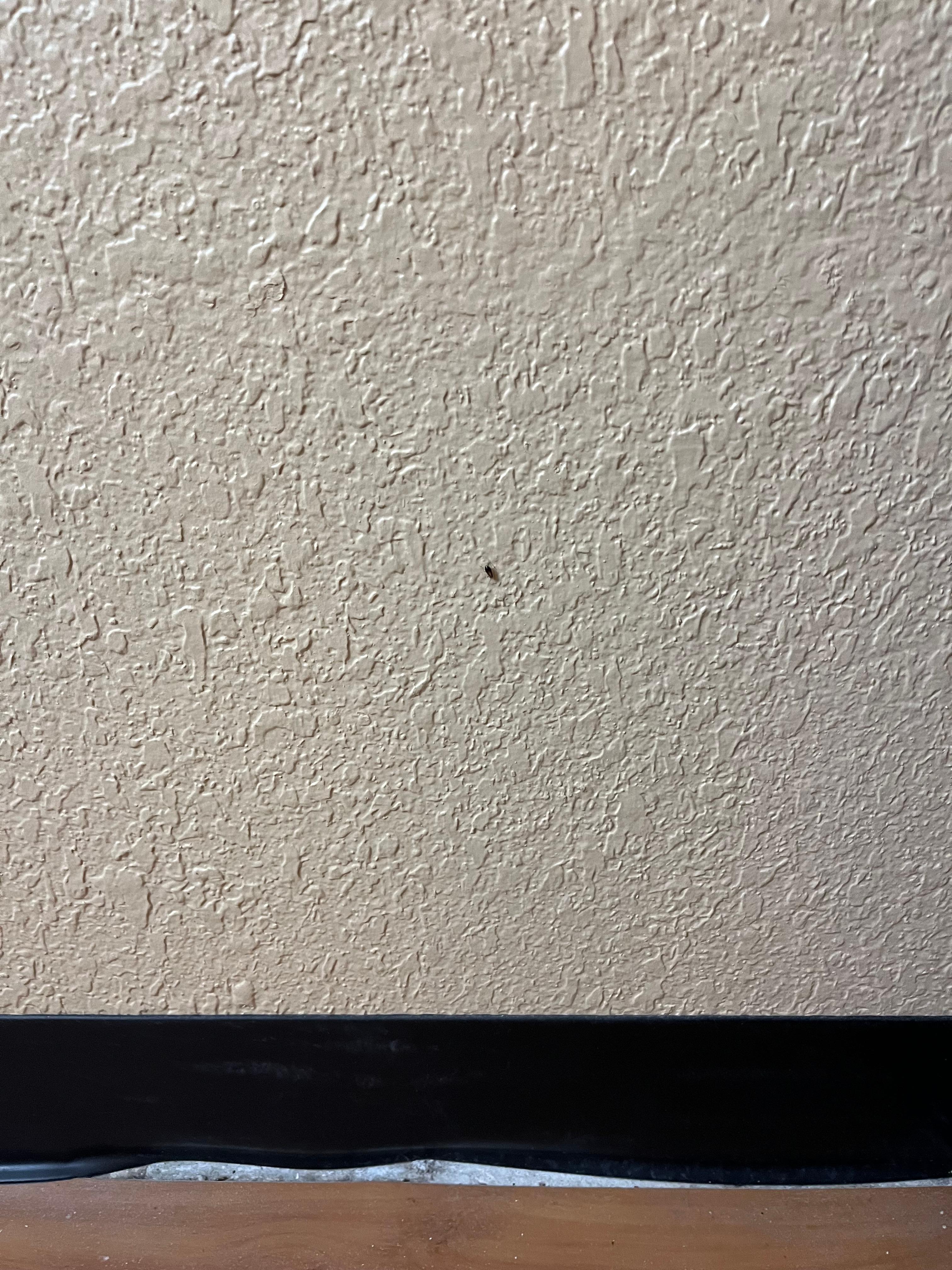 Roach on the wall 