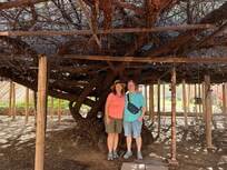 The world’s largest rosebush is in Tombstone.