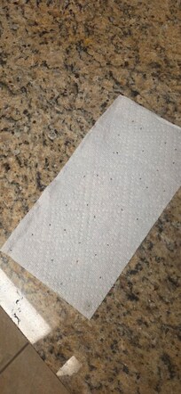 Ants on the day before we left.