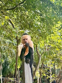 Edgardo arranged the Monkey House- everyone loved it!