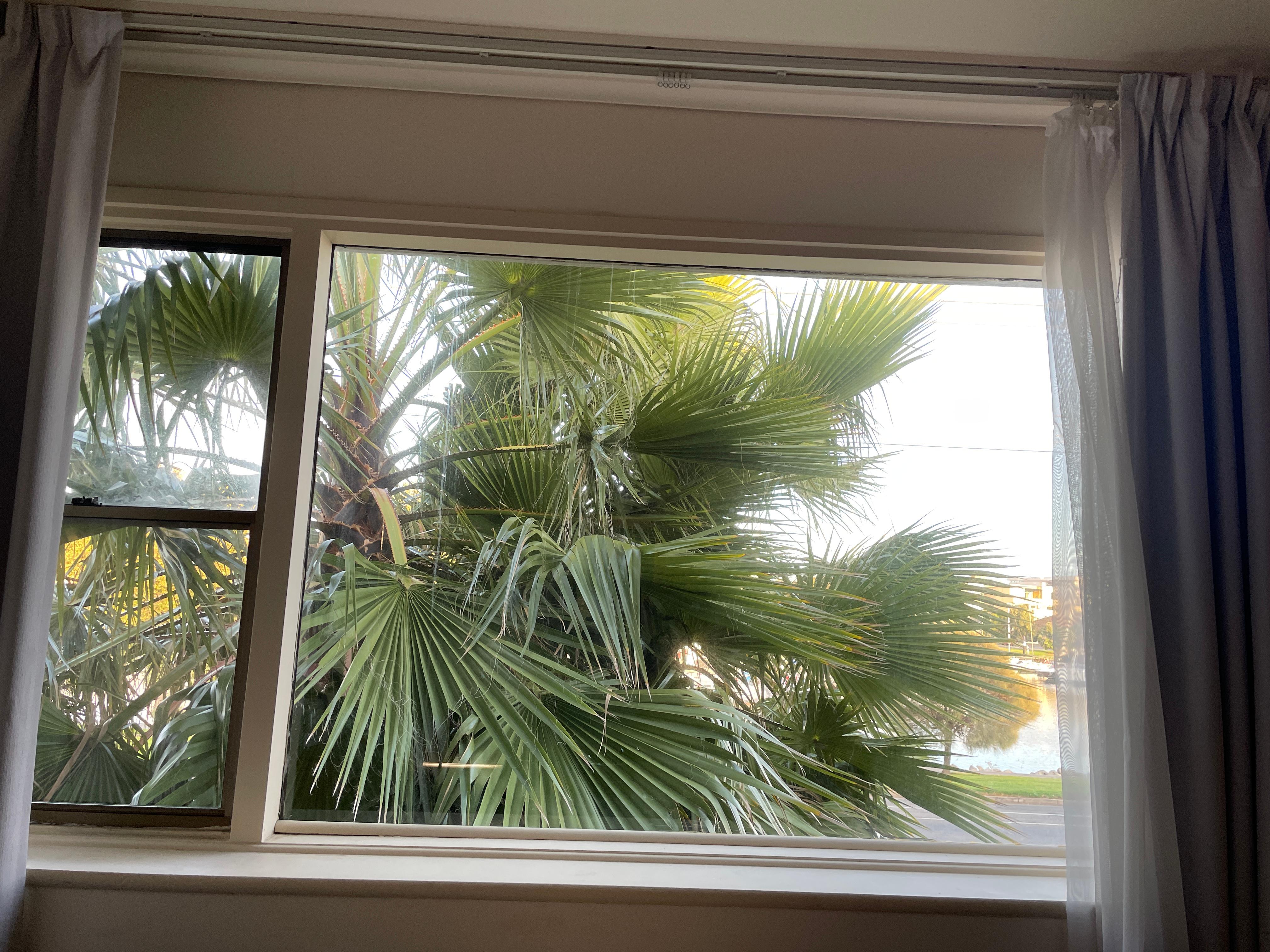 Big palm tree in front of the window  facing the marina 