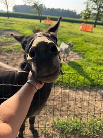 Friendly donkey