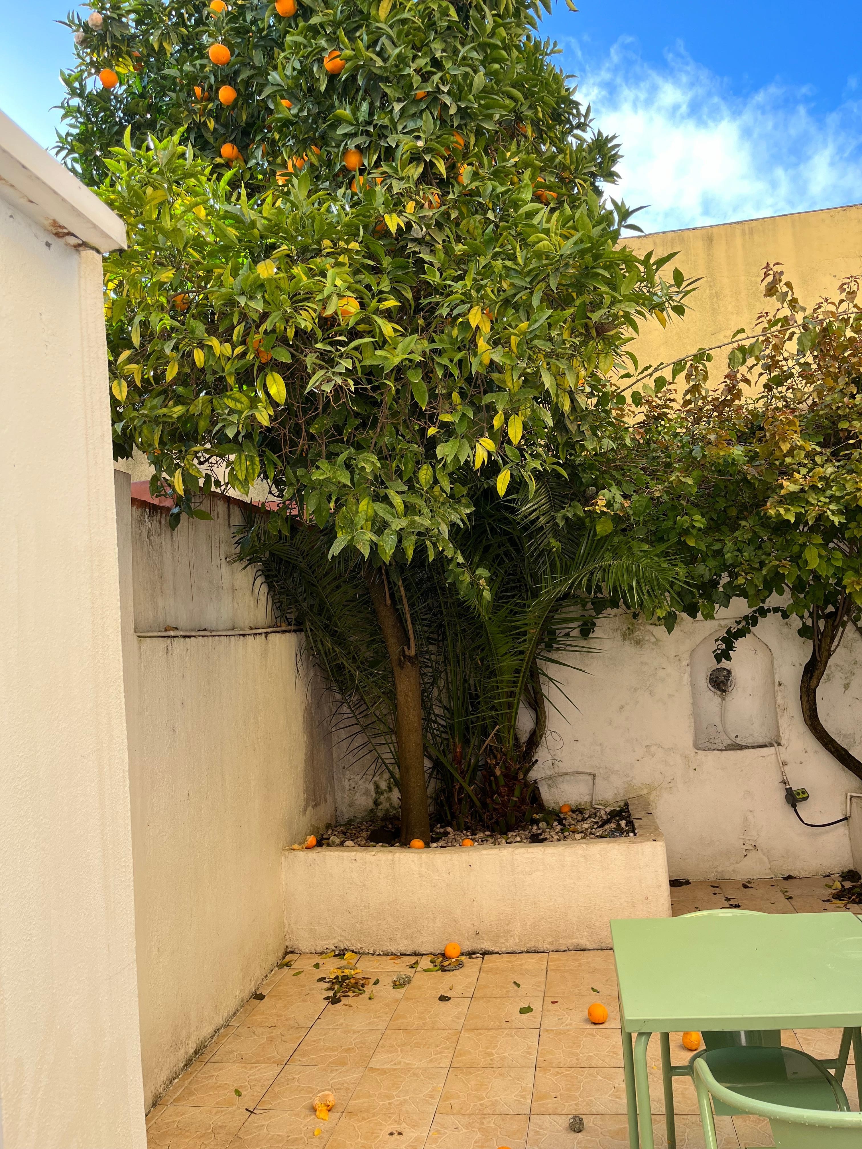 Garden view faces orange tree 
