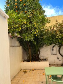 Garden view faces orange tree