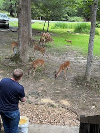 So many take deer to enjoy.