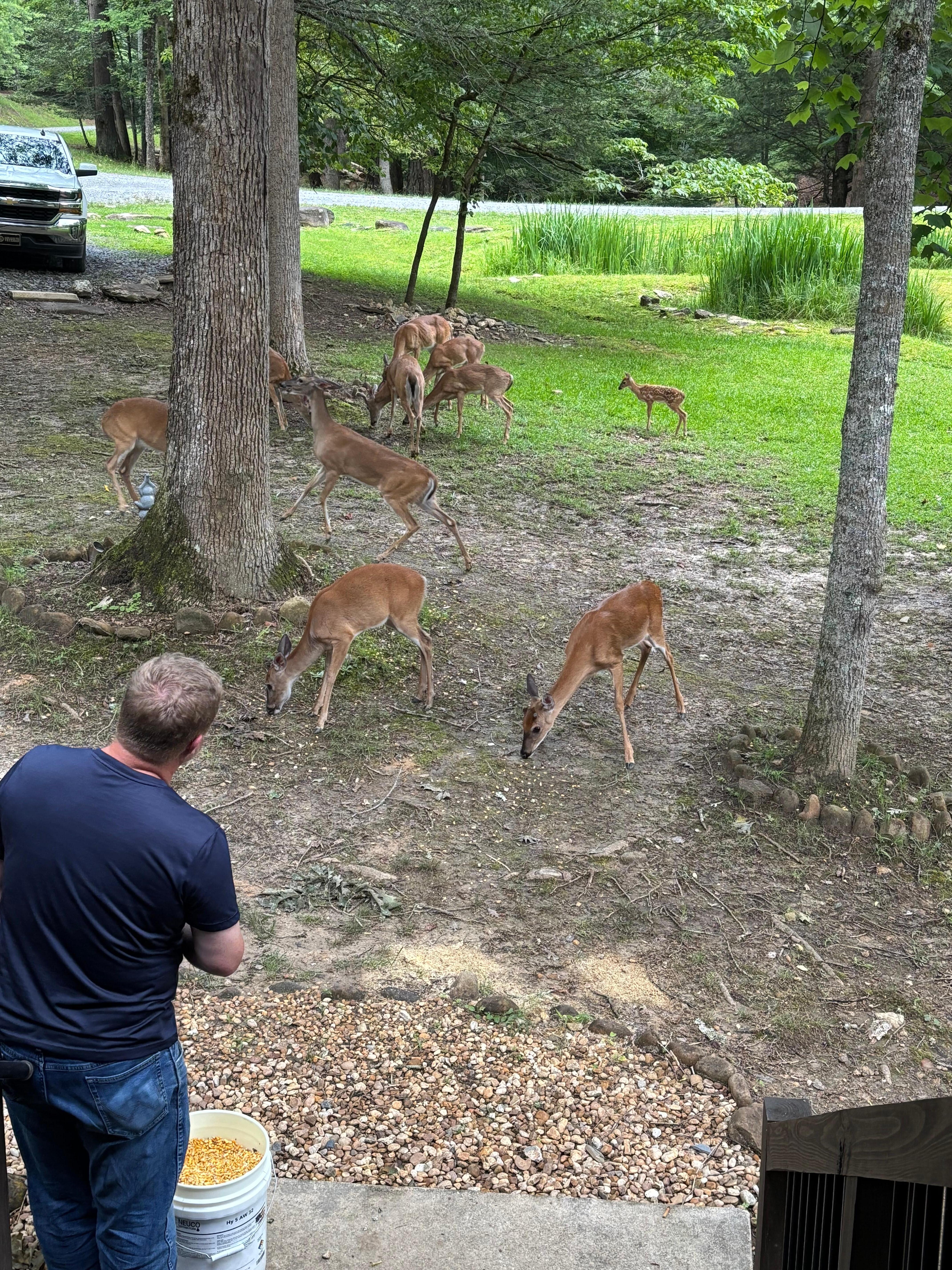 So many take deer to enjoy. 