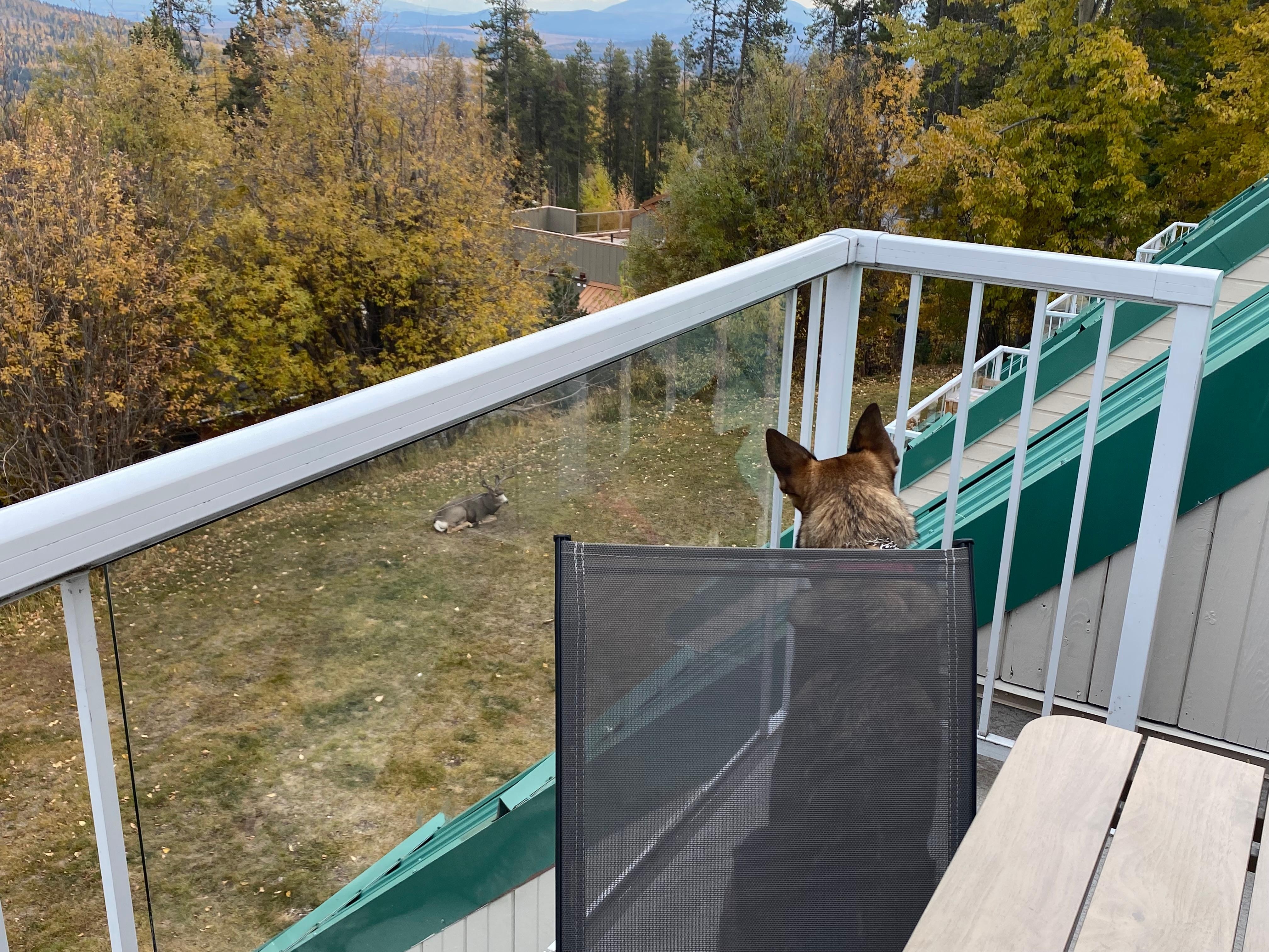 Our dog and the deer silently observing each other