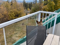 Our dog and the deer silently observing each other