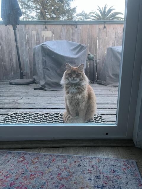Marmalade paying a visit