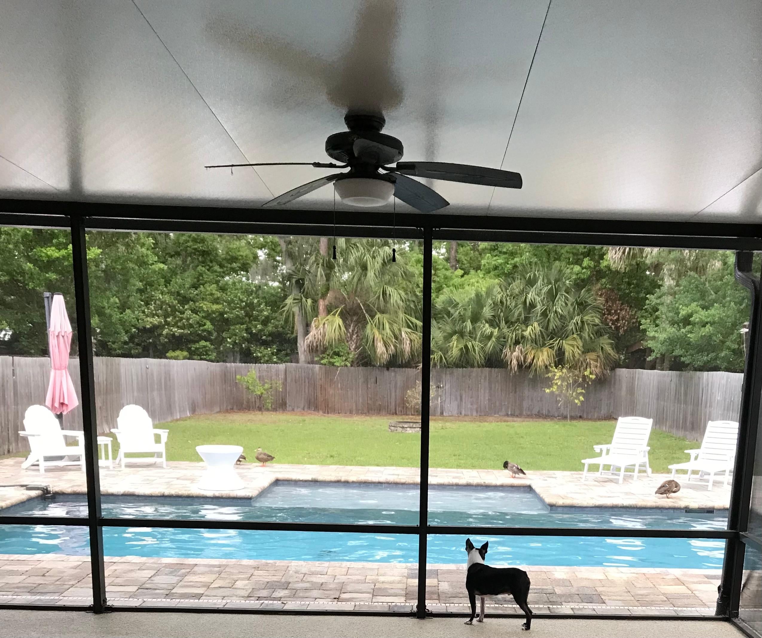 We had some ducks visit the pool, which fascinated the dogs!