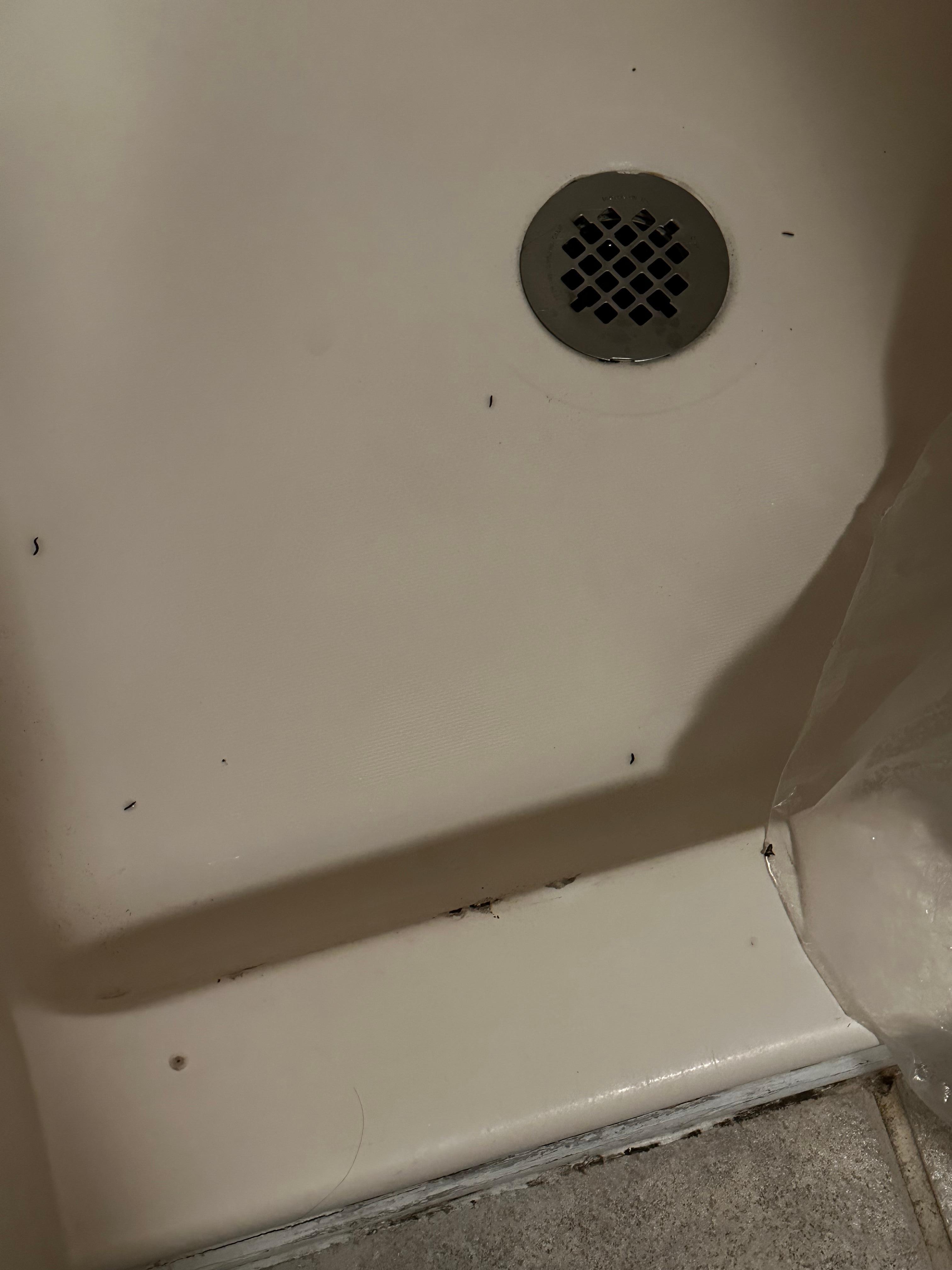 Drain fly larvae in shower