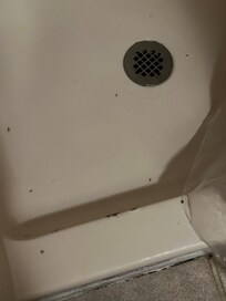 Drain fly larvae in shower