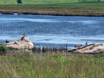 Water fowl from the wildlife refuge