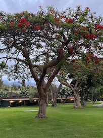 The grounds