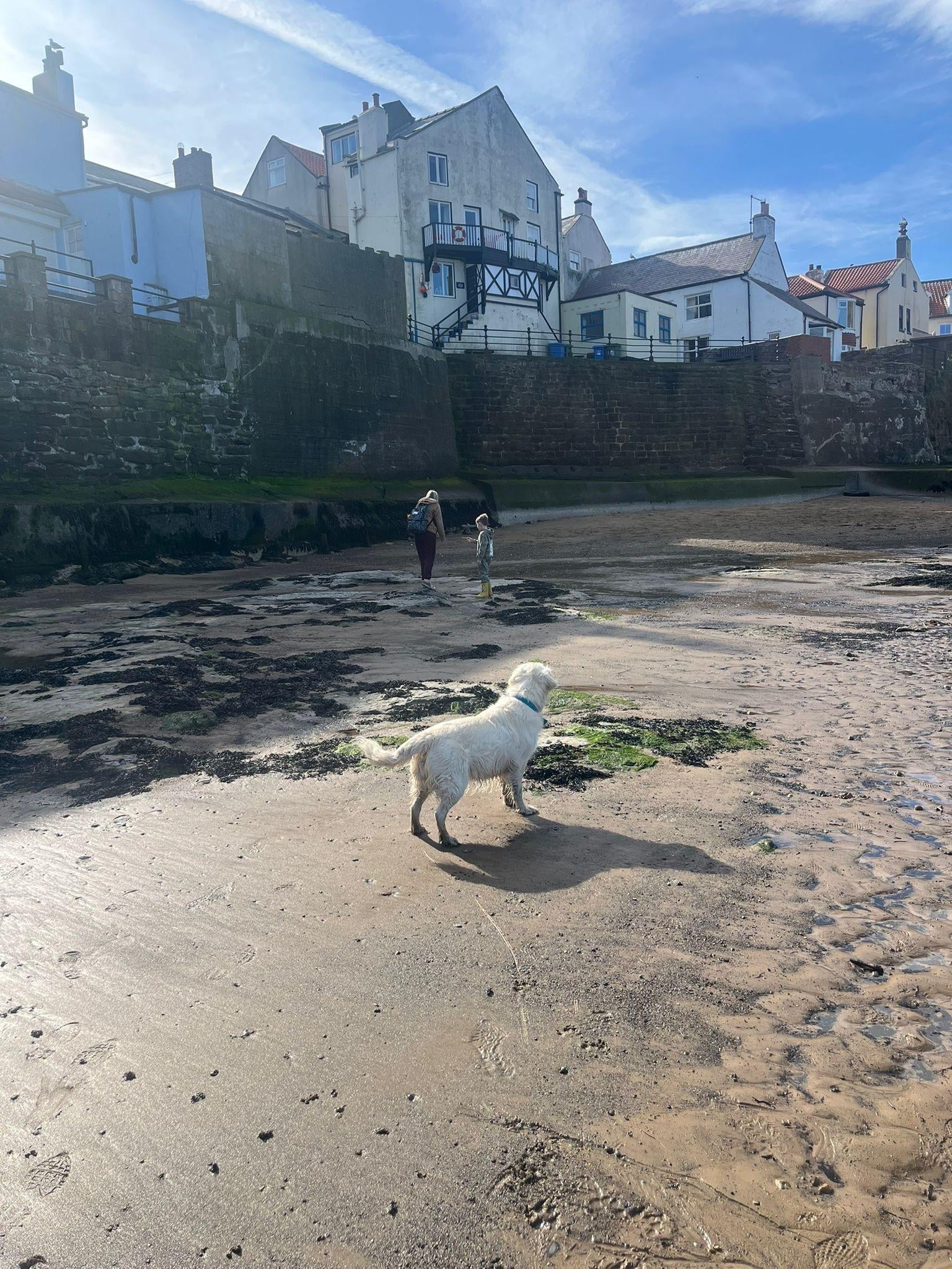 Beautiful beach, my dog loved it 