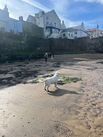 Beautiful beach, my dog loved it