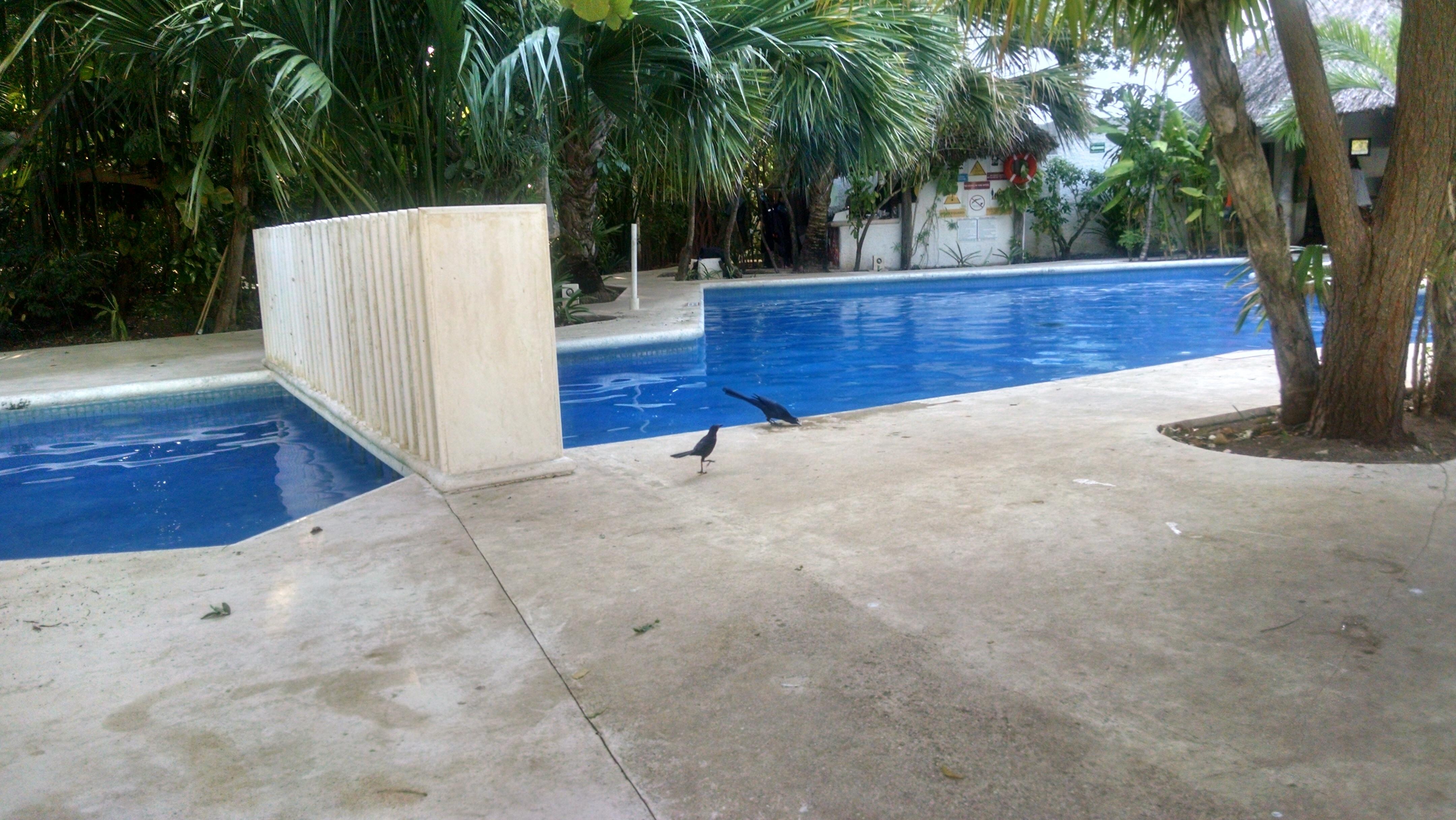 Palapa